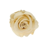 Everlasting rose (preserved) cream - small