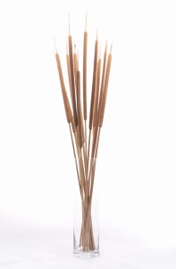 Rohrkolben (Typha),  groß - Strauß, 10 Stk. - Trockengräser