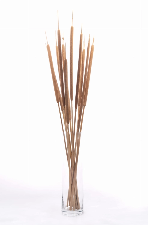 Rohrkolben (Typha),  groß - Strauß, 10 Stk. - Trockengräser