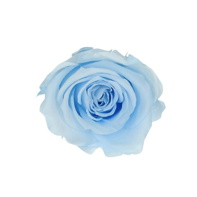 Everlasting rose (preserved) blue - small