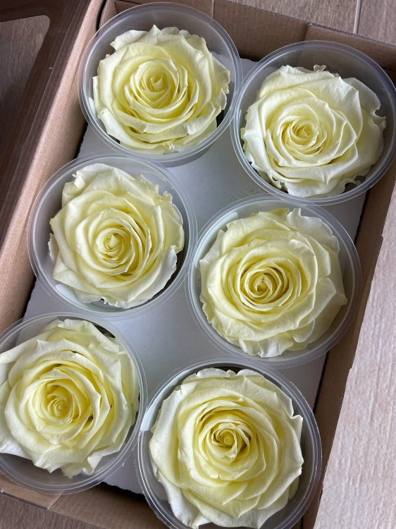 Everlasting rose (preserved) yellow - large