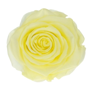 Everlasting rose (preserved) yellow - large