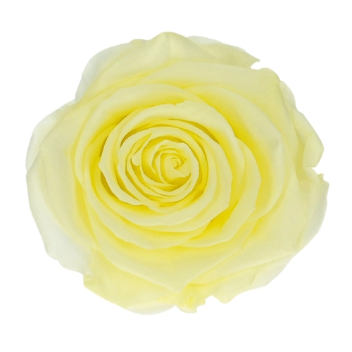Everlasting rose (preserved) yellow - large
