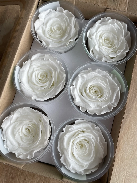 Everlasting rose (preserved) white - large