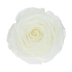 Everlasting rose (preserved) white - large