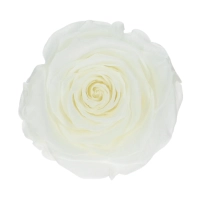 Everlasting rose (preserved) white - large