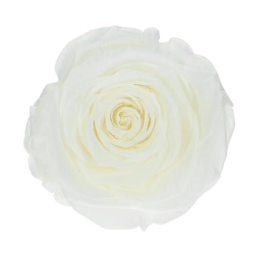Everlasting rose (preserved) white - large