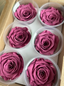 Everlasting rose (preserved) lilac - large