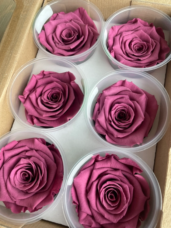 Everlasting rose (preserved) lilac - large