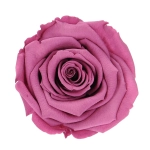 Everlasting rose (preserved) lilac - large