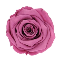 Everlasting rose (preserved) lilac - large