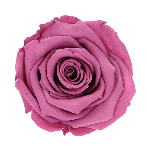 Everlasting rose (preserved) lilac - large