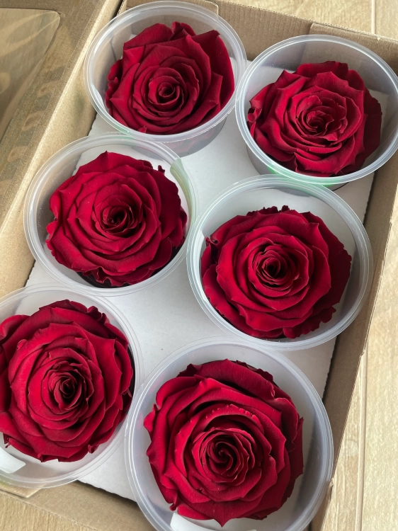 Everlasting rose (preserved) burgundy - large