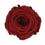 Everlasting rose (preserved) burgundy - large
