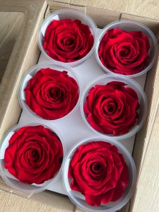 Everlasting rose (preserved) red - large