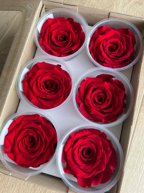 Everlasting rose (preserved) red - large