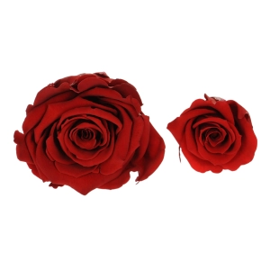 Large and small roses - a comparison