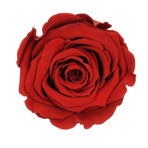 Everlasting rose (preserved) red - large