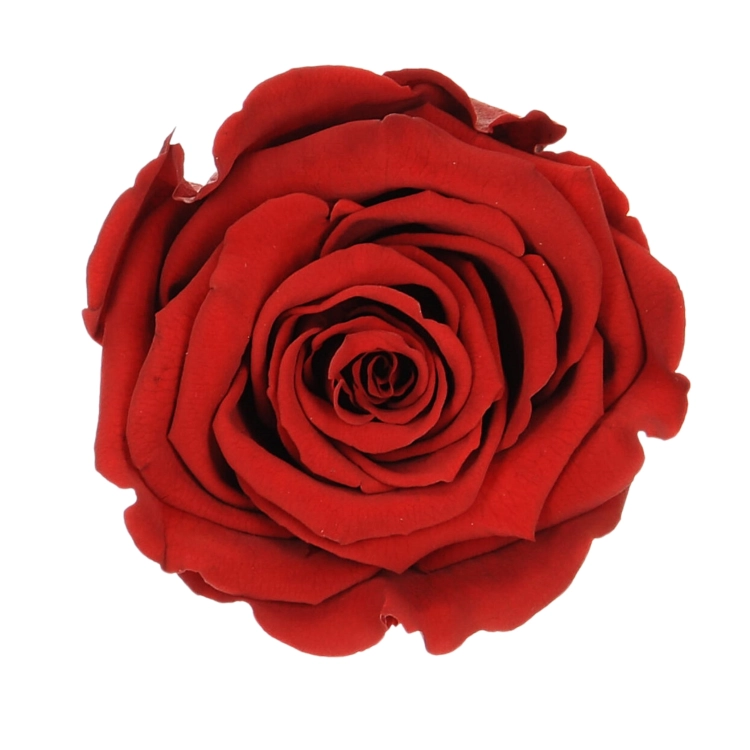 Everlasting rose (preserved) red - large