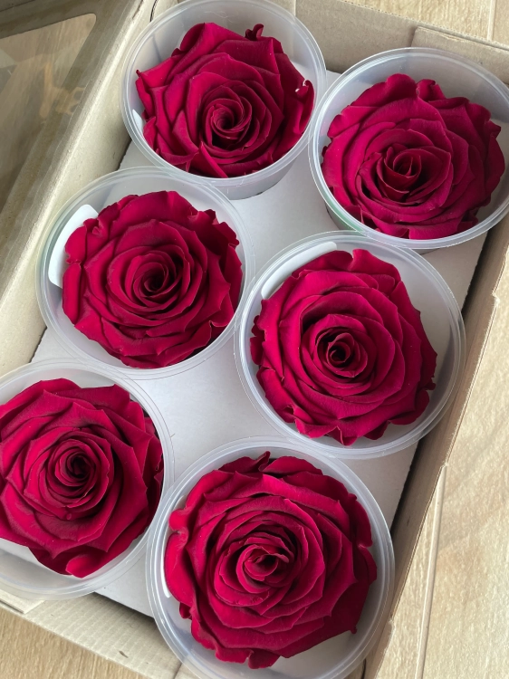 Everlasting rose (preserved) dark pink - large