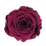Everlasting rose (preserved) dark pink - large