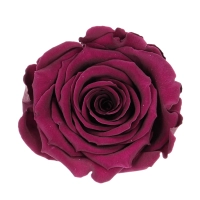 Everlasting rose (preserved) dark pink - large