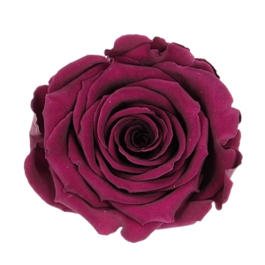 Everlasting rose (preserved) dark pink - large