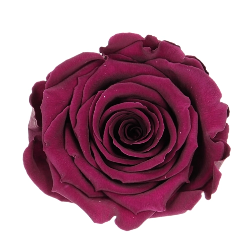 Everlasting rose (preserved) dark pink - large