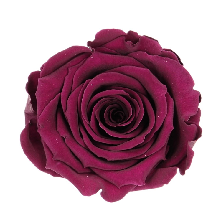 Everlasting rose (preserved) dark pink - large