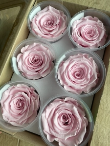 Everlasting rose (preserved) pink - large