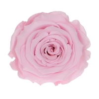 Everlasting rose (preserved) pink - large