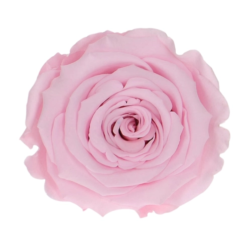 Everlasting rose (preserved) pink - large