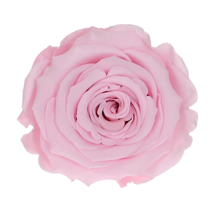 Everlasting rose (preserved) pink - large