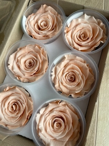 Everlasting rose (preserved) peach - large