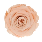 Everlasting rose (preserved) peach - large