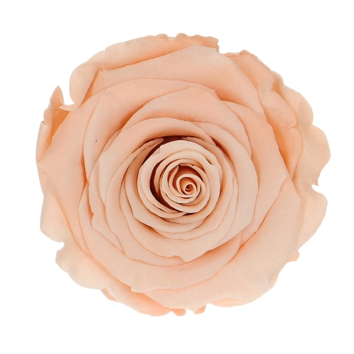 Everlasting rose (preserved) peach - large