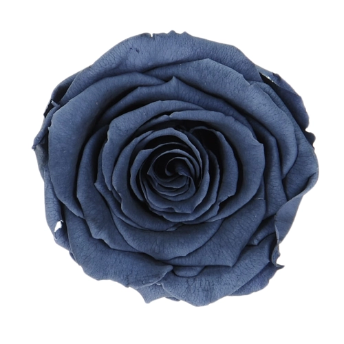 Everlasting rose (preserved) navy blue - large