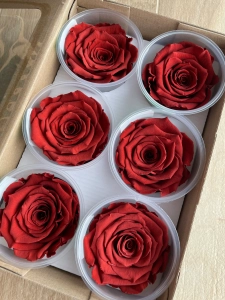 Everlasting rose (preserved) burnt orange - large