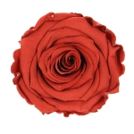 Everlasting rose (preserved) burnt orange - large