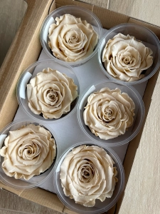 Everlasting rose (preserved) cream - large