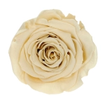 Everlasting rose (preserved) cream - large