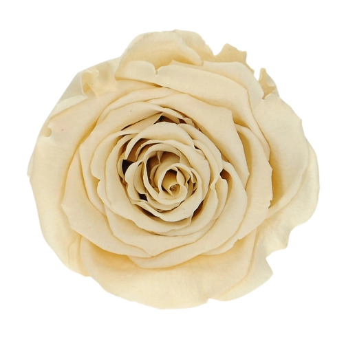 Everlasting rose (preserved) cream - large