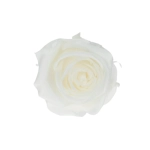 Everlasting rose (preserved) white - small