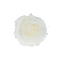 Everlasting rose (preserved) white - small