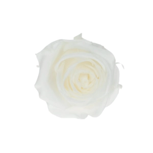 Everlasting rose (preserved) white - small