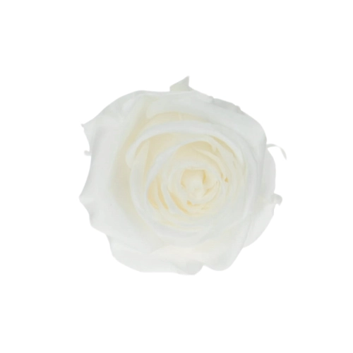Everlasting rose (preserved) white - small