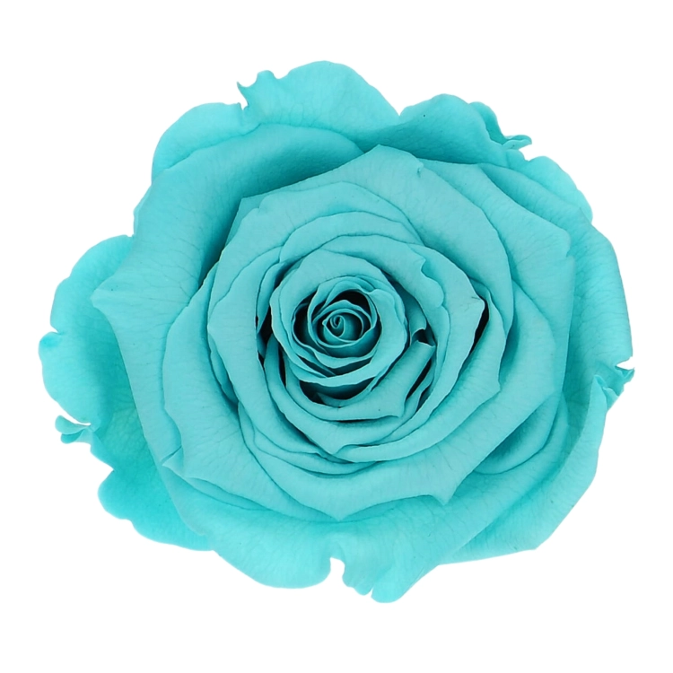 Everlasting roses (preserved) turquoise - large - set 6 pcs