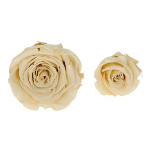 Large and small rose - a comparison