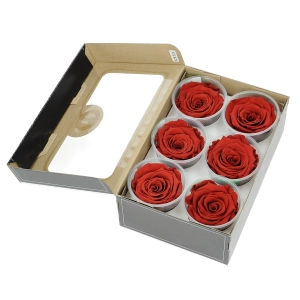Everlasting roses (preserved) burnt orange large - set 6 pcs