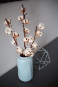 Dried cotton stem with 6 flowers